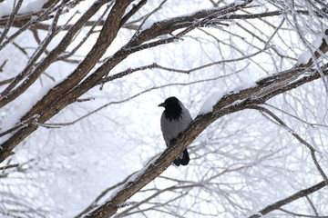raven on a snow branch in winter