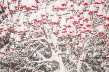 Background with a snow-covered mountain ash