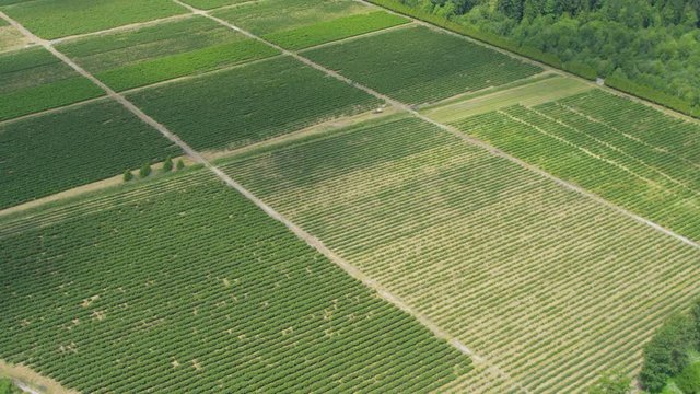 Aerial view Canadian wine producing vineyards along the Fraser Valley near Vancouver British Columbia Canada 