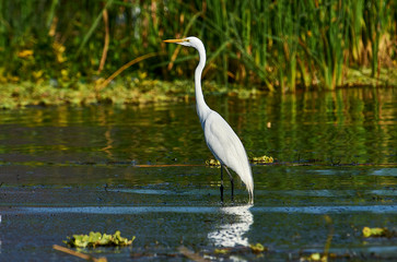 Great egret (Ardea alba) hunting along edge of Lake Chapala, Jalisco, Mexico