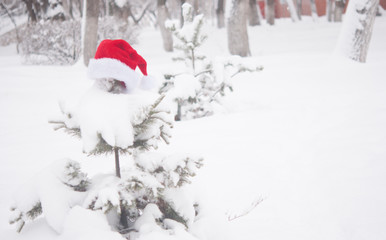 fir tree branch and Santa hat with snow