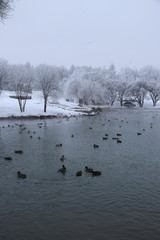 winter landscape with lake trees and snow