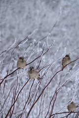 three sparrows on snowly branch