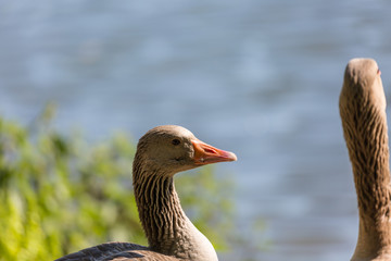 Geese on the field