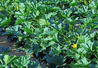 field of zucchini with blossomed flowers