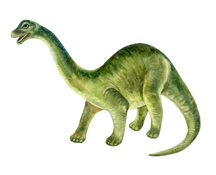 recommend clip art: Diplodocus dinosaur. Hand painted dinosaurs isolated on white background. Predator animal of the prehistoric period. Illustration. Watercolor. Template. Hand drawing. Clipart. Close-up