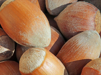 f brown hazelnuts photographed up close