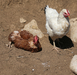 pair of chicken pockers