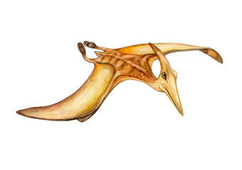 Watercolor flying pterodactyl, Pteranodon. Hand painted dinosaurs isolated on white background. Predator animal of the prehistoric period. Illustration. Watercolor. Template. Hand drawing. Clipart. Cl © Yuliia