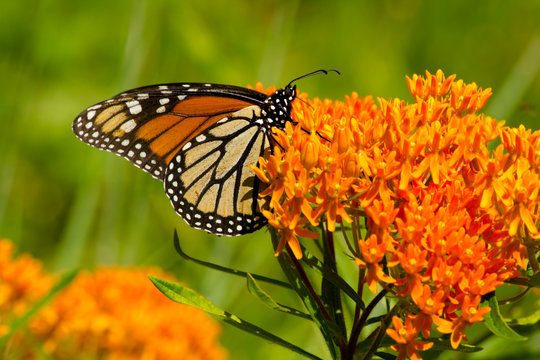 Vibrant orange petals of a flowering plant provide nectar for a monarch butterfly