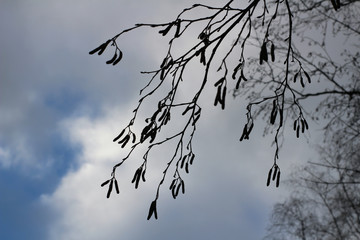 Birch branch with catkins