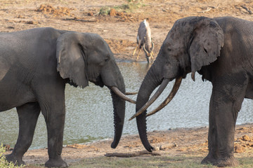 Two large elephants interacting