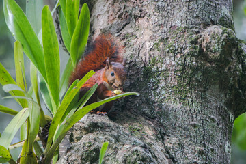 Regular squirrel having a snack 