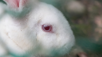 Eye of the rabbit 