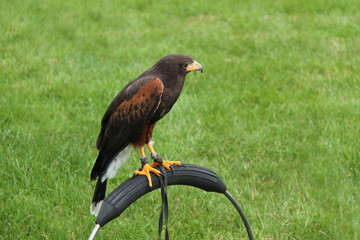 A Beautiful Harris Hawk Bird Tethered to a Metal Stand.