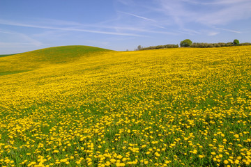 Obraz premium yellow flower field in spring