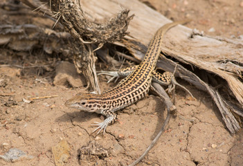 Colorado Checkered Whiptail