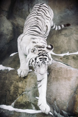 White Bengal Tiger hunting in the morning