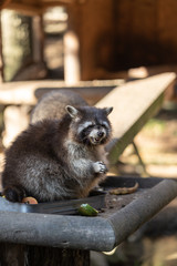 Eating Raccoon or Racoon Procyon lotor , also known as the North American raccoon at mealtime in the zoo.