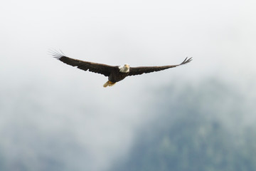 Bald Eagle In Flight