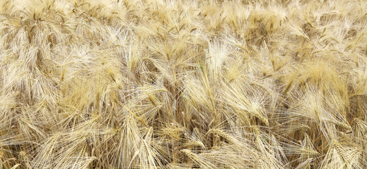 background of wheat ears in the field