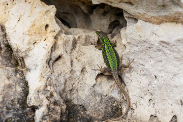 Background texture nature stone subalpine meadow summer.
