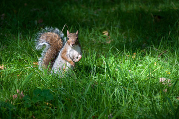 The grey squirrel
