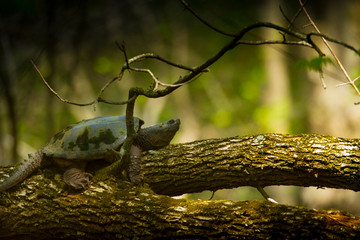 Snapping Turtle on Log