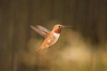Hummingbird In Flight