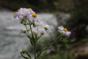 white flowers on green background