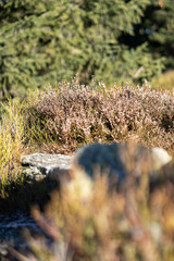Beautiful nature meadow with mountain grass. Summer background.