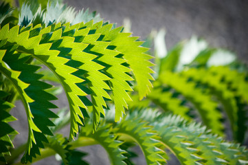 The green zigzag