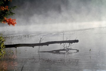 morning fog .. branch reflection