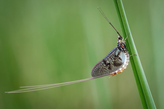 Green drake Mayfly (Ephemera danica ) close to freshwater habitat in Cumbria