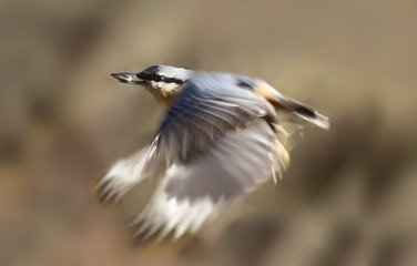 Nuthatch keeps seed in its beak ... and flies on a blurred background