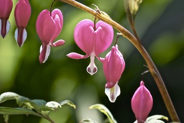 Bleeding Hearts