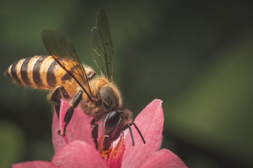 Bee on a pink flower, a macro shot of bee finding food on flower pollen in a vintage color