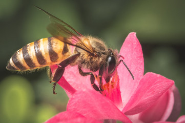 Bee on a pink flower, a macro shot of bee finding food on flower pollen in a vintage color