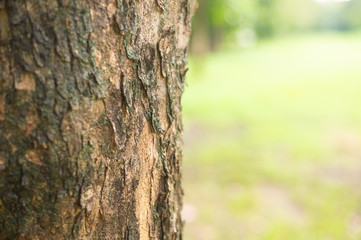 nature green leaf background in close up view on blurred green background in the field with copy space for wording in background use nature green landscape, ecology, refresh, leaf fresh concept.