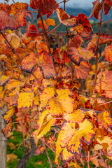 Obraz na płótnie Canvas Autumn