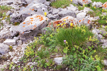 Background texture nature stone subalpine meadow summer.
