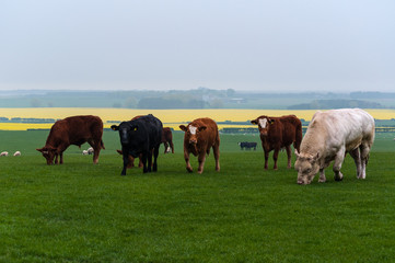 Cattle in Yorkshir, England