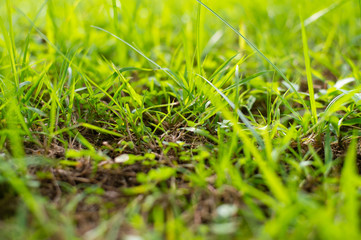 nature green leaf background in close up view on blurred green background in the field with copy space for wording in background use nature green landscape, ecology, refresh, leaf fresh concept.
