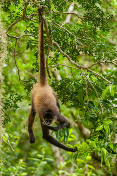 Spider Monkey Hanging From Tail