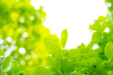Obraz premium nature green leaf background in close up view on blurred green background in the field with copy space for wording in background use nature green landscape, ecology, refresh, leaf fresh concept.