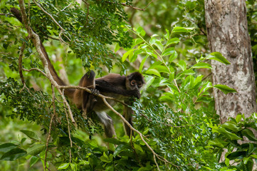 Spider monkey feeding on leaves