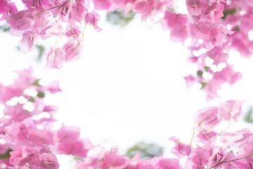 Obraz premium Flower abstract pastel background, Pink flowers in soft focus for background, wedding, valentine birthday card, with copy space for wording use relief, refreshment mood and tone concept