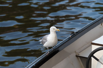 seagull on the edge of a boat