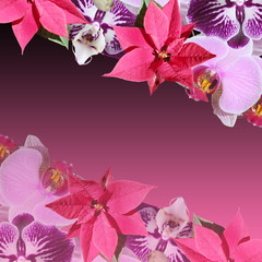 Beautiful floral background of poinsettia and orchids 