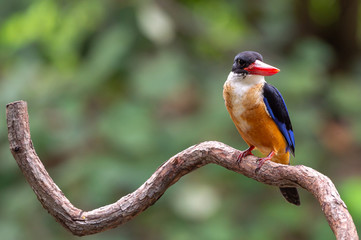 Black Capped Kingfisher (Halcyon Pileata) on wrecked branch of the tree looking for food with isolated background and copyspace for wording purpose the black head kingfisher has unique red beak and bl